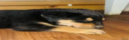 Rottweiler dogs for sale: 5 Beautiful Rottweiler X puppies  - Advert 6