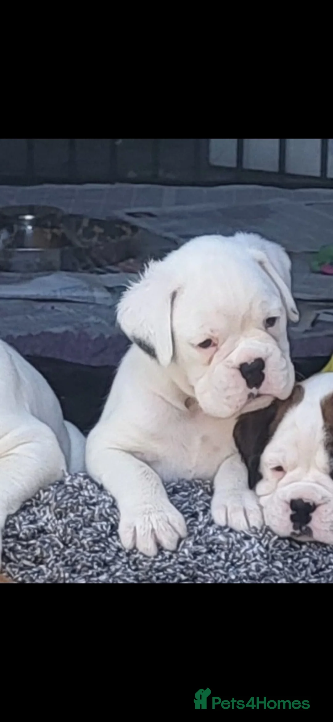 Boxer dogs for sale: Boxer puppies - Advert 2