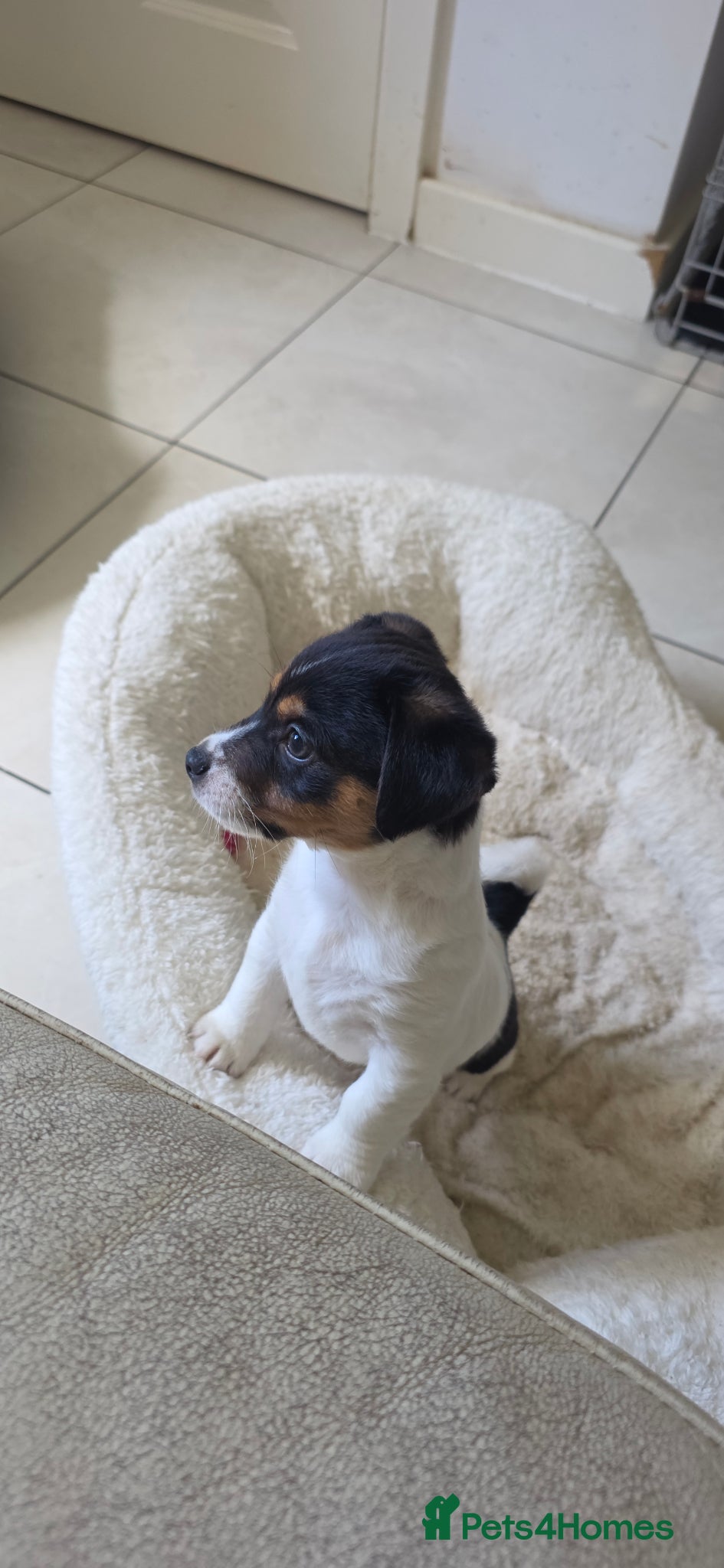 Jack Russell dogs Cutie pie Jack Russell puppies  - Advert 1