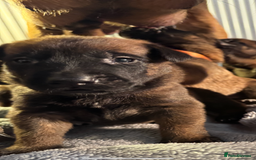 Belgian Shepherd Dog dogs for sale: Belgian Malinois puppies KC registered in Hartlepool - Image 21