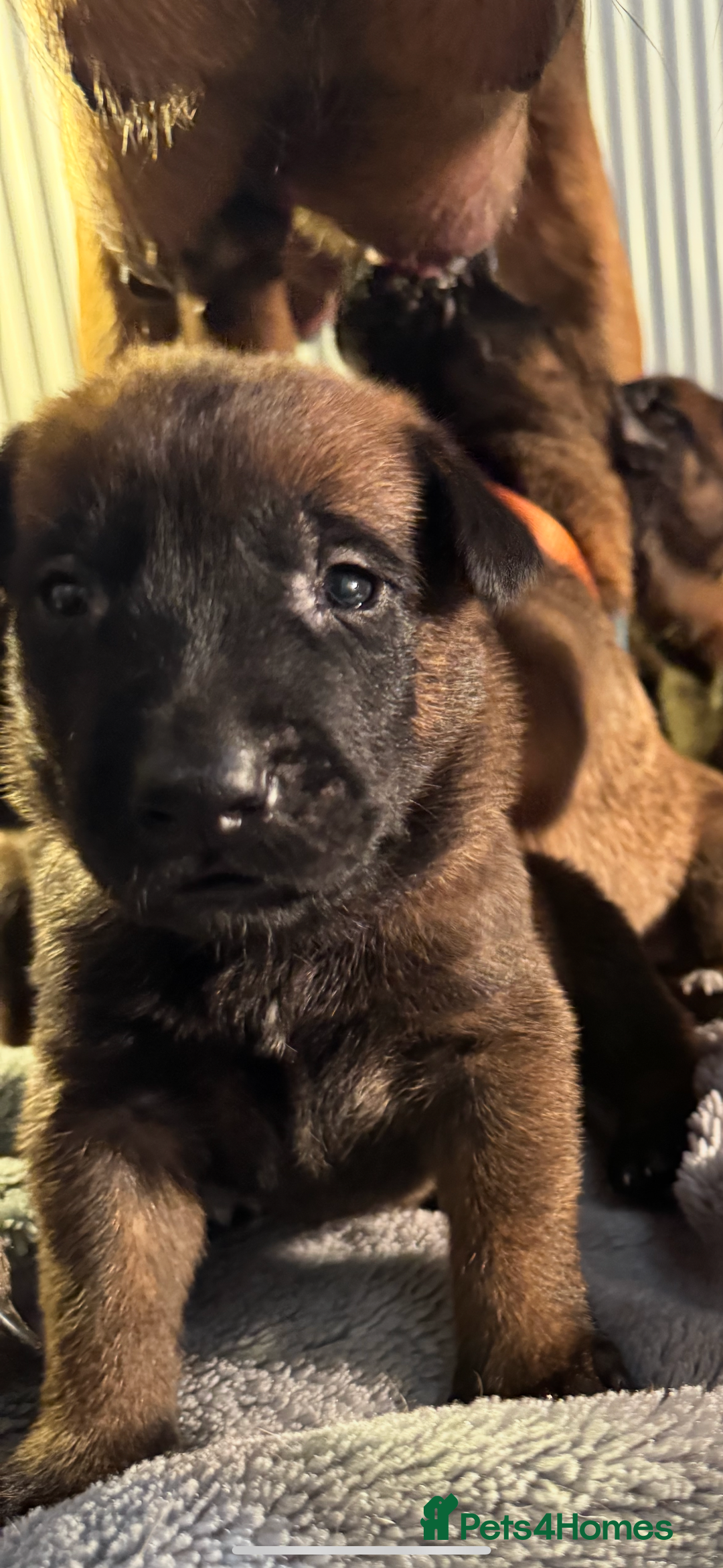 Belgian Shepherd Dog dogs for sale: Belgian Malinois puppies KC registered in Hartlepool - Image 21
