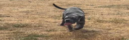 Cane Corso dogs for sale: Carma  - Advert 8