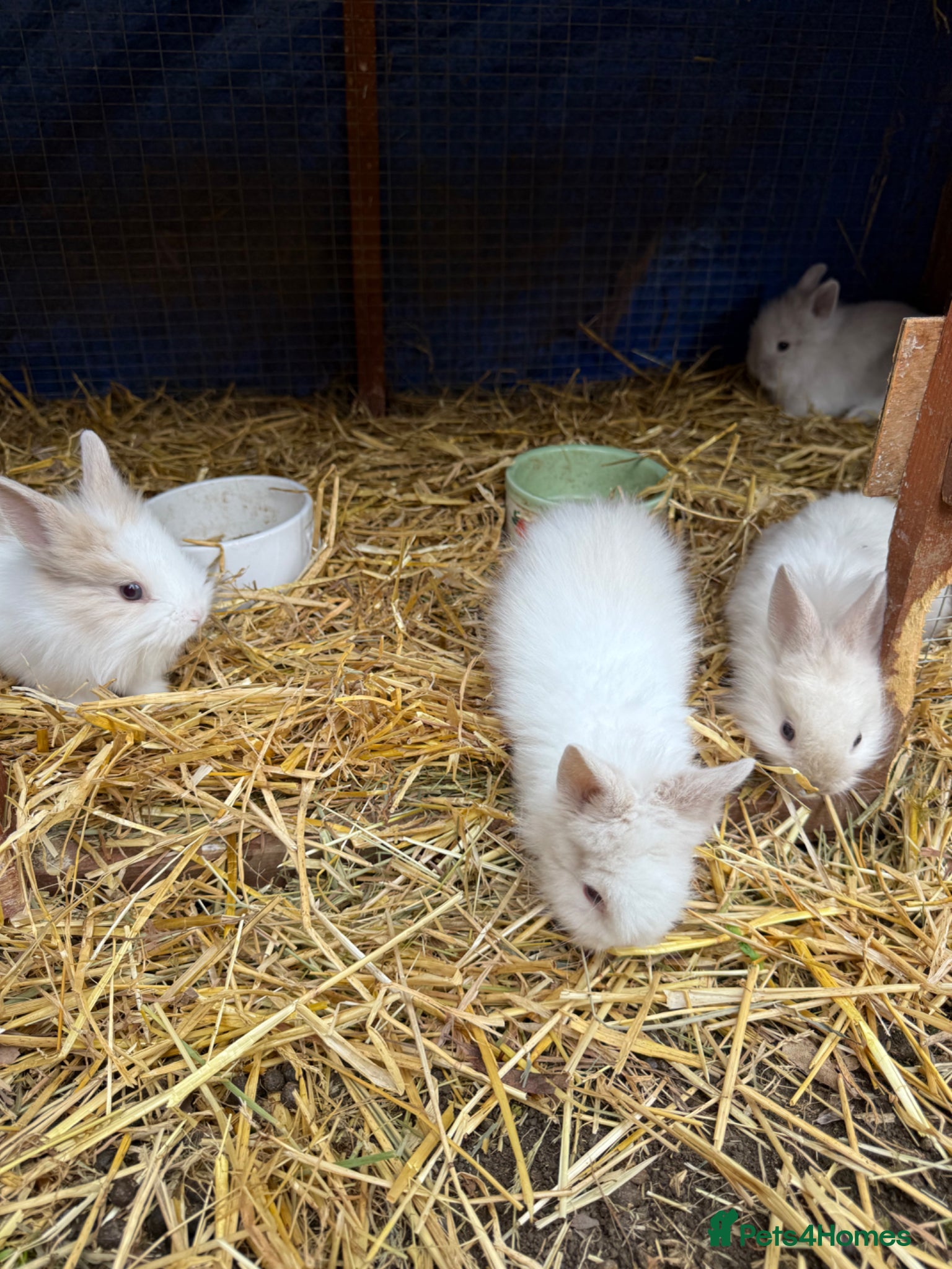 Lionhead rabbits 9x gorgeous fluffy lionhead bunnies  - Advert 2