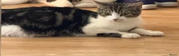 Mixed Breed cats for sale: Kittens for sale in Bourne - Advert 1
