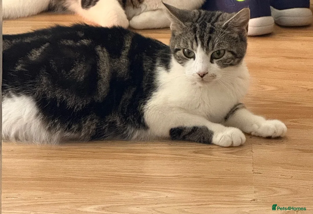 Mixed Breed cats for sale: Kittens for sale in Bourne - Advert 1