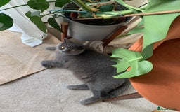 British Shorthair cats for sale: A loving and very affectionate 6 year old BSH boy - Image 11