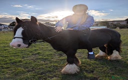 Irish Cob horses for sale: 14,2 Traditional cob mare - Image 4