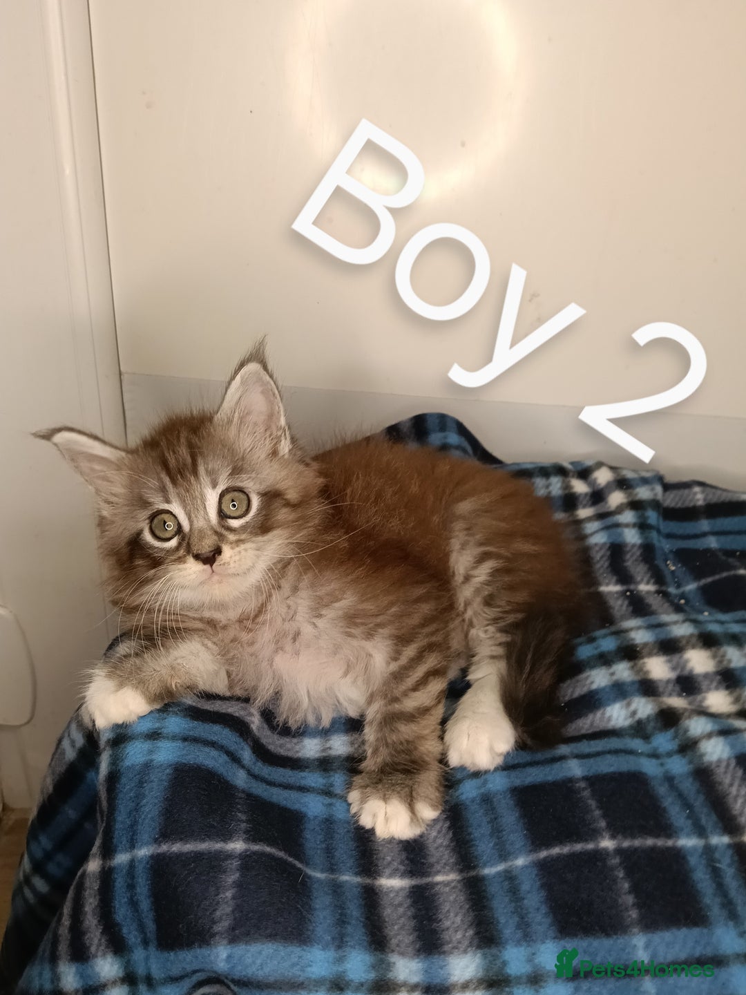 Maine Coon cats for sale: 'PuuureLove' Maine Coon kittens  - Image 3