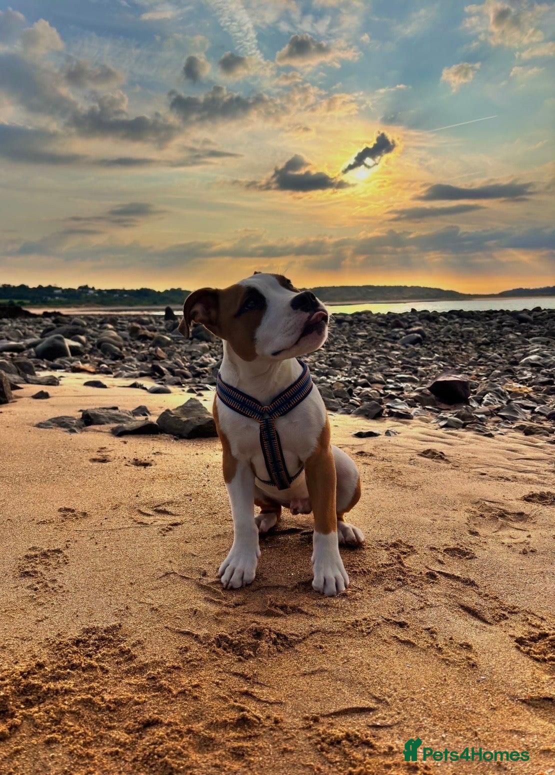 American Bulldog dogs American Bulldog 6 months old  - Advert 2
