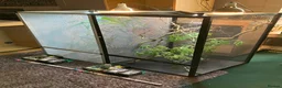 Chameleon reptiles for sale: Yemen Chameleon + Vivarium Setup Kit - Advert 5