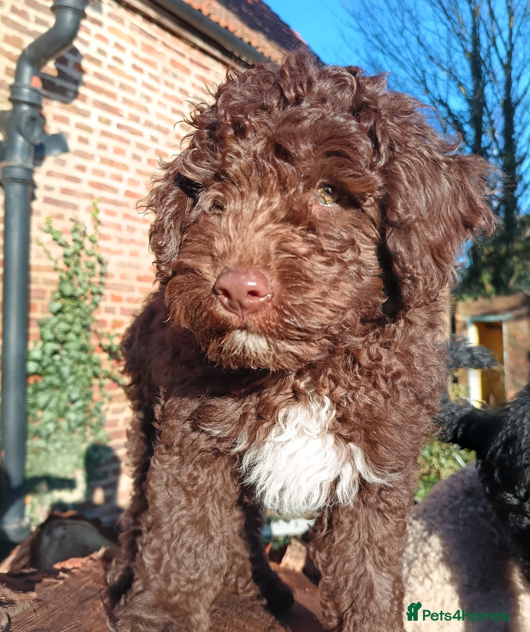 Australian Labradoodle dogs for sale: Health Tested ✔️ BOTH✔️ Parents HIP& ELBOW scored - Advert 23