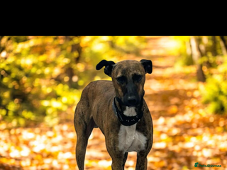 Lurcher dogs in Swadlincote - Advert 1