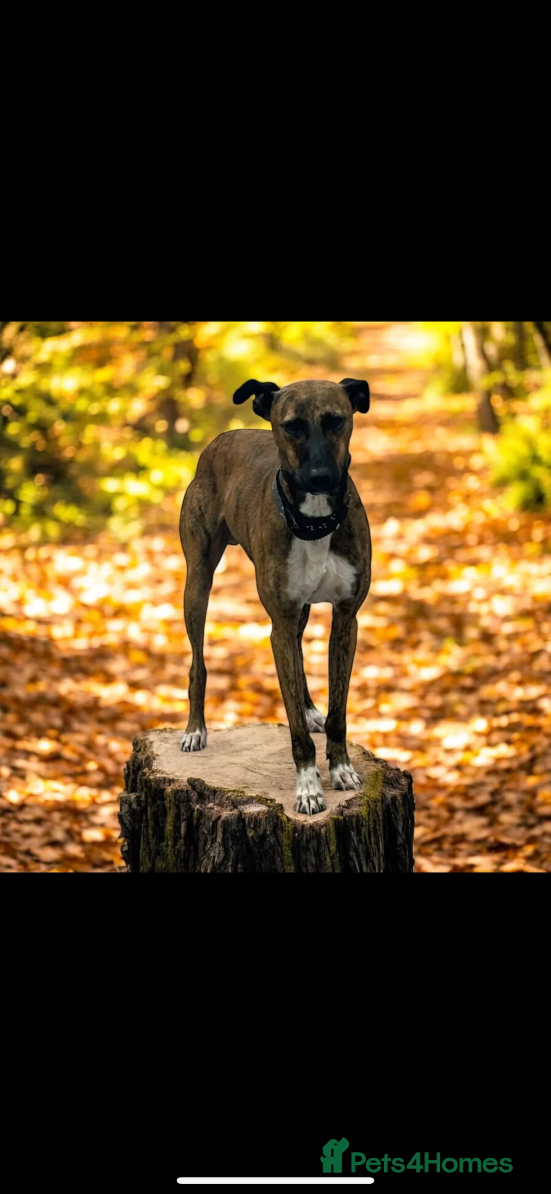 Lurcher dogs for stud: Collie x Whippet stud  in Swadlincote - Advert 2