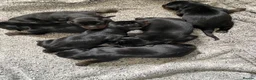 Dobermann dogs for sale: 9 Doberman’s  in Newport - Advert 4