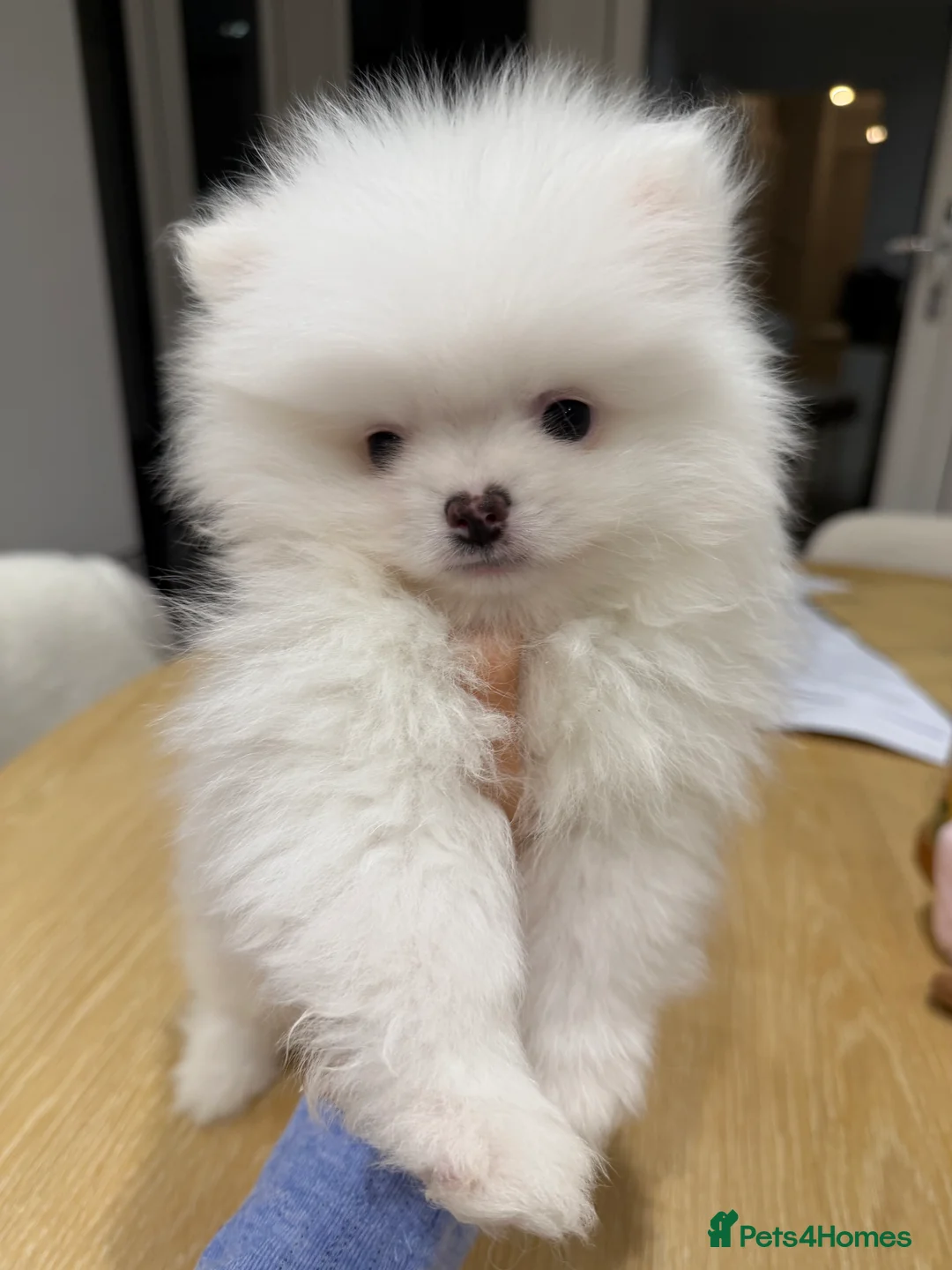 Pomeranian dogs for sale: 1 white pure bred pomerainian puppy left! - Advert 6