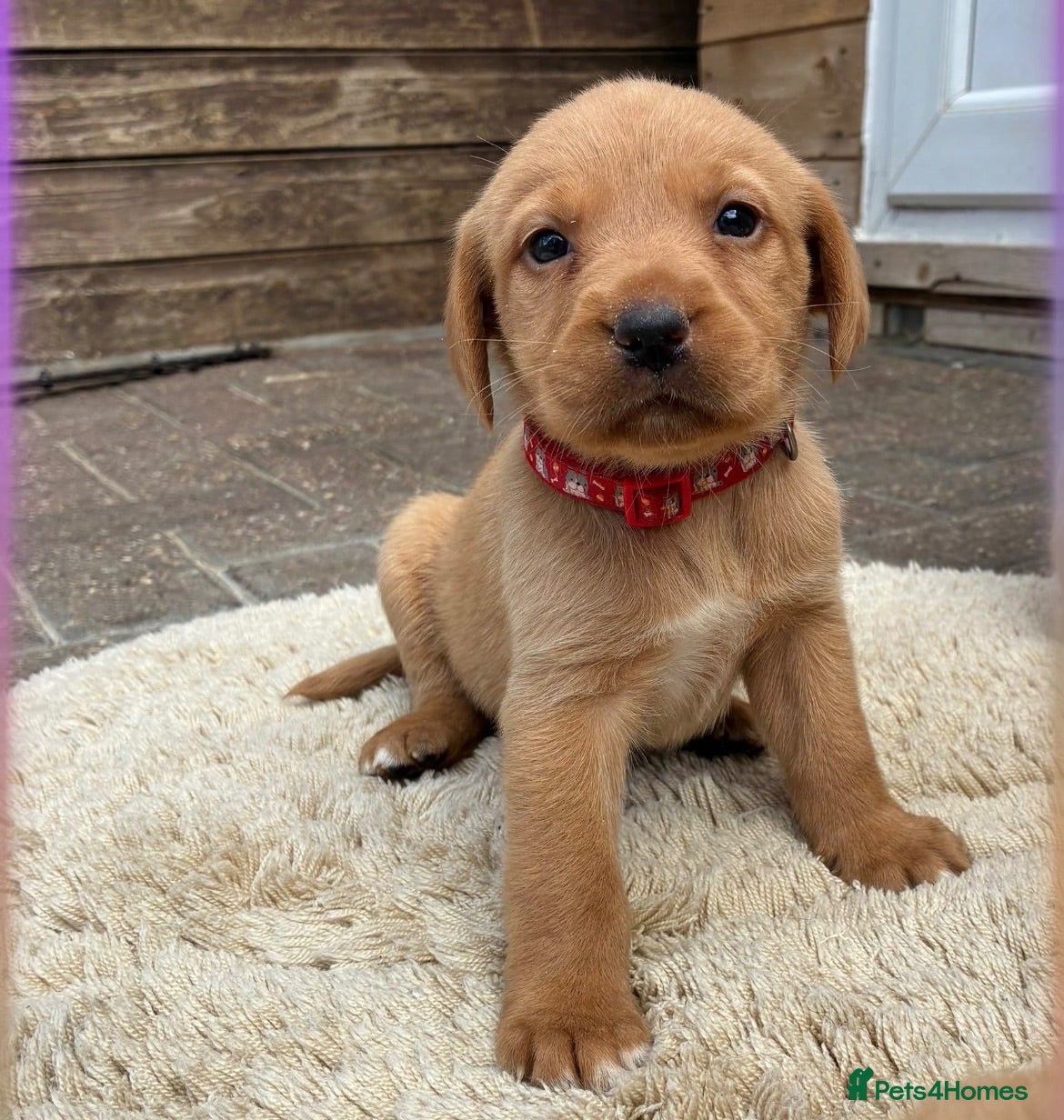 Labrador Retriever dogs 5 kc Labrador pups  - Advert 9