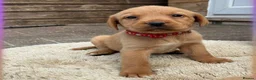Labrador Retriever dogs for sale: 5 kc Labrador pups ready now  - Advert 2