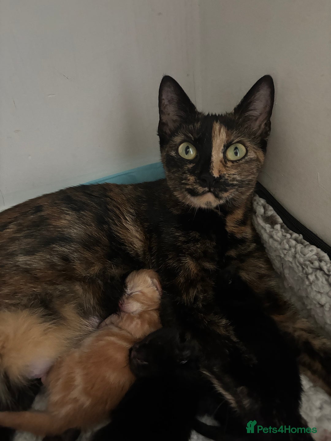 Mixed Breed cats for sale: Beautiful playful kittens - Image 6