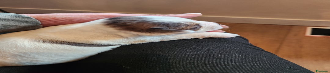 Jack Russell Puppy 3