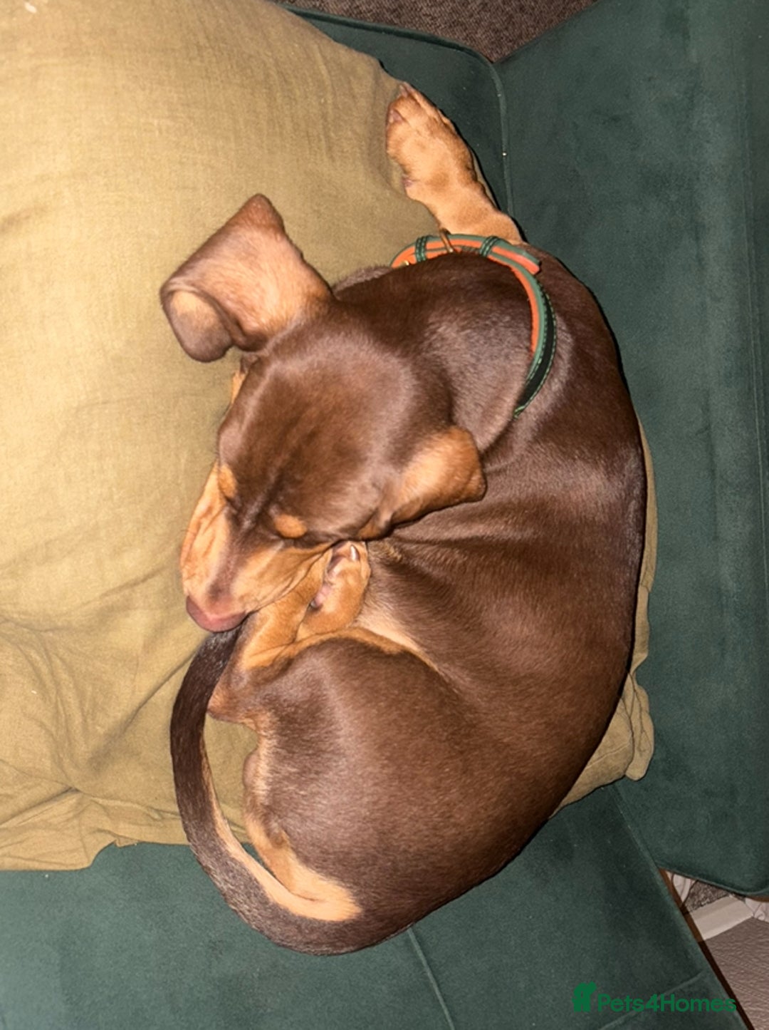 Dachshund dogs for stud: Future Stud Interest Gorgeous Dachshund  - Advert 4