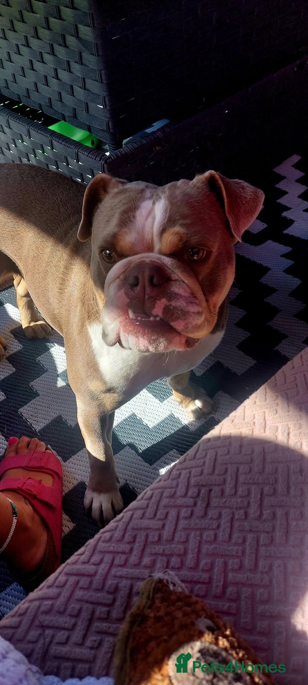 English Bulldog dogs for sale: English bulldog - Image 12