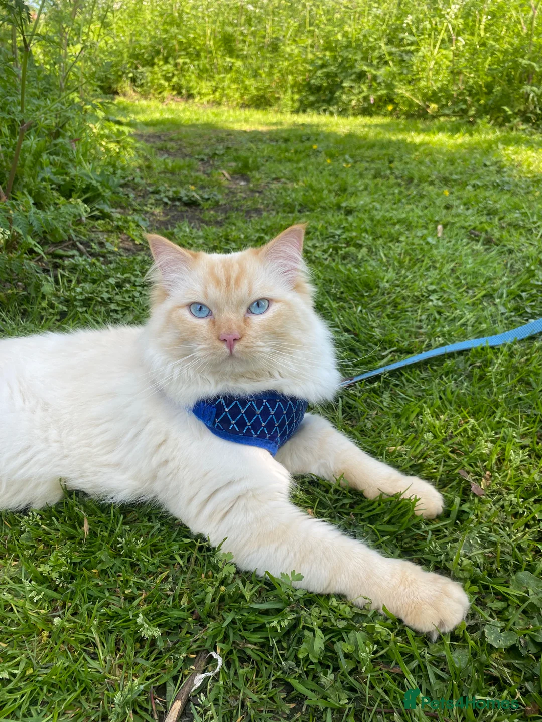 Ragdoll cats for stud: Flame point ragdoll for stud - Advert 1