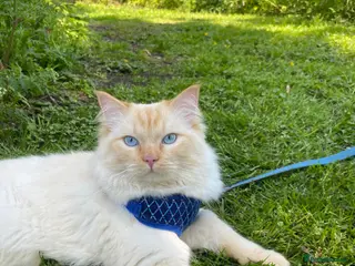 Ragdoll cats Flame point ragdoll for stud - Advert 1