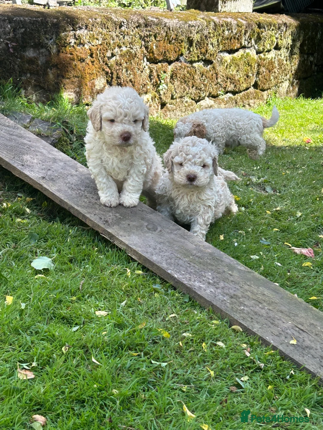 Lagotto Romagnolo dogs for sale: 1 boy left  READY NOW  - Advert 1