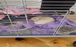 Ferret rodents for sale: Two ferret hobs for urgent adoption  - Image 1