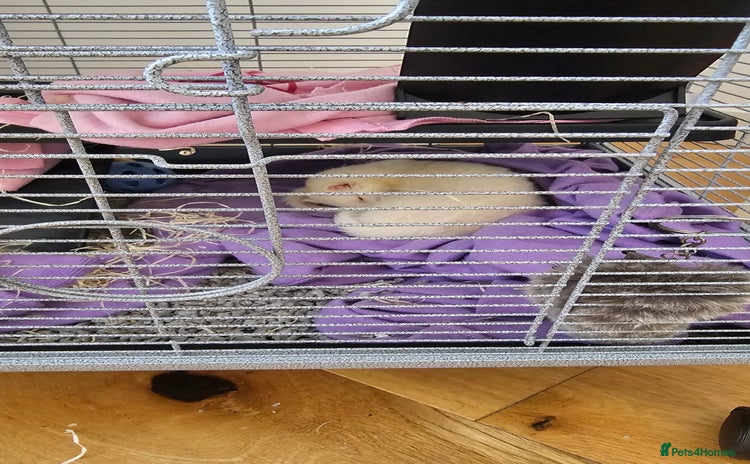 Ferret rodents - Advert 3