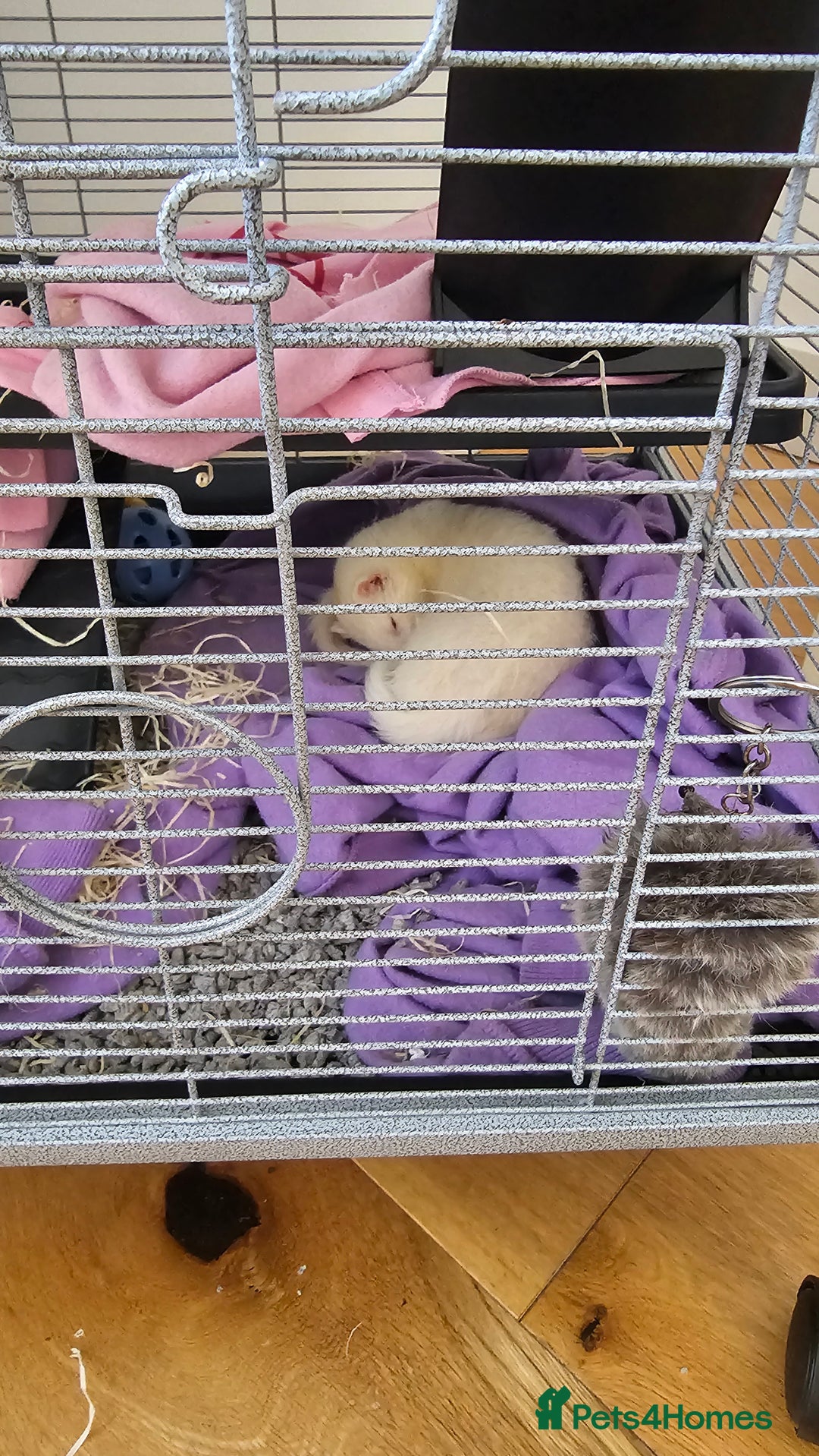 Ferret rodents for sale: Two ferret hobs for urgent adoption  - Image 1