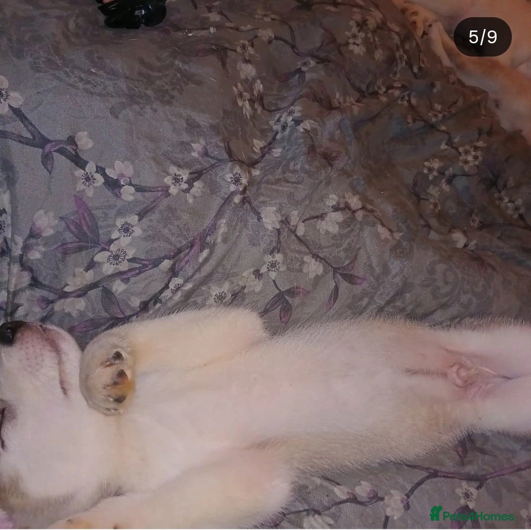 Siberian Husky dogs for sale: Siberian huskies  - Image 5