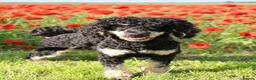 Toy Poodle dogs for stud: Black phantom toy poodle for stud  - Advert 2
