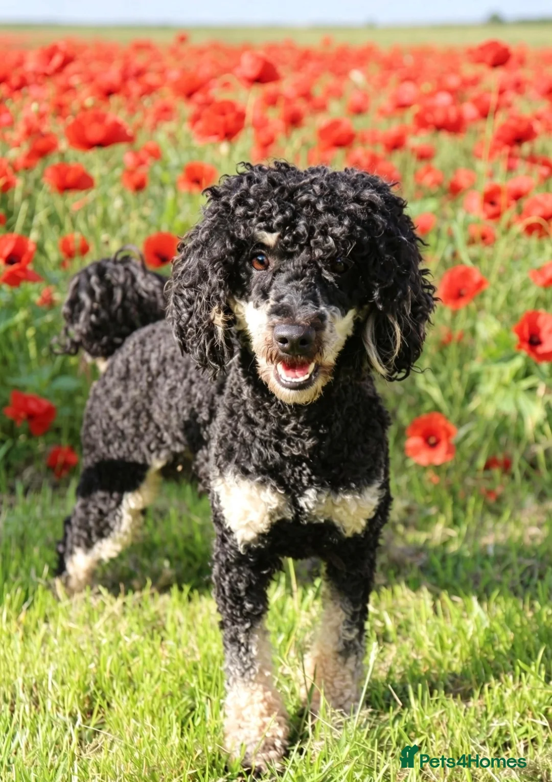 Toy Poodle dogs for stud: Black phantom toy poodle for stud  - Advert 2