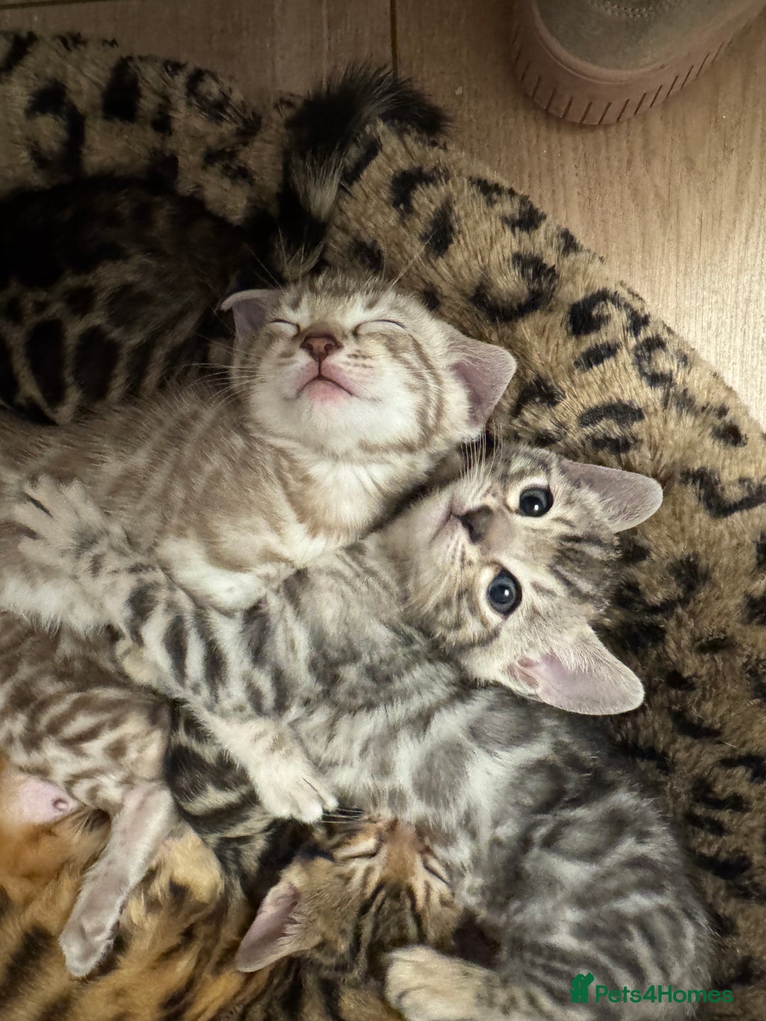 Bengal cats for sale: Purebred Bengal Kittens – Ready for Loving Homes - Advert 3