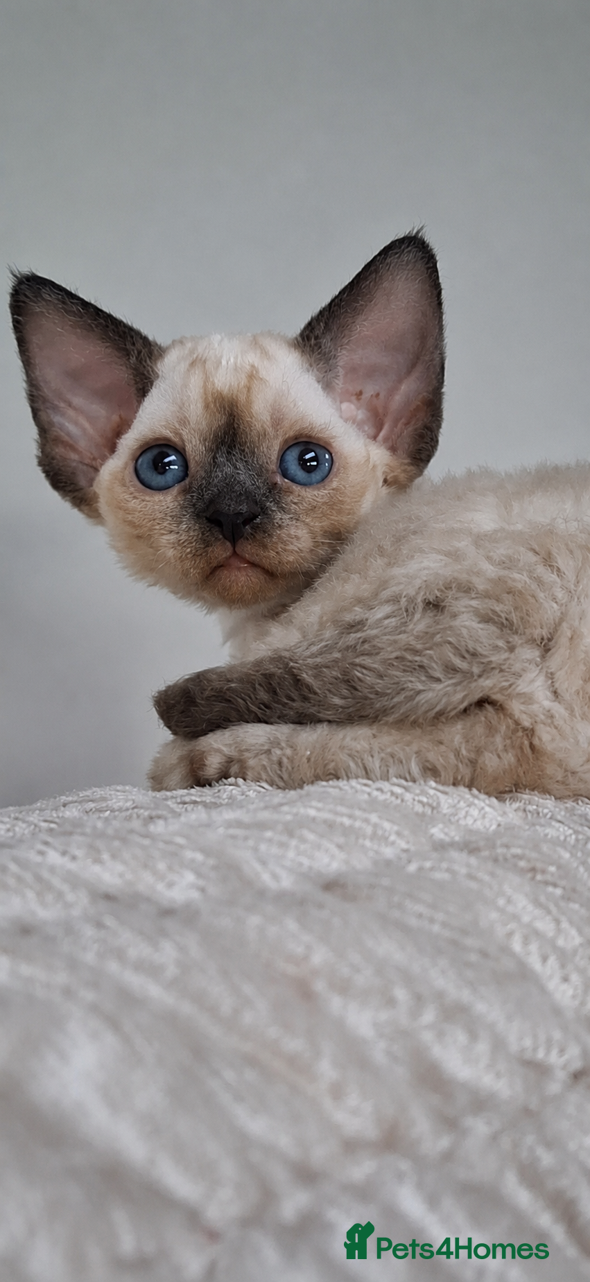 Devon Rex cats Devon Rex -the price includes sterilization - Advert 4