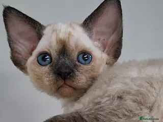 Devon Rex cats Devon Rex -the price includes sterilization - Advert 4