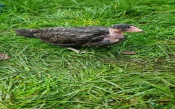 Chickens poultry for sale: Transylvanian Naked Neck Chicks - Image 15