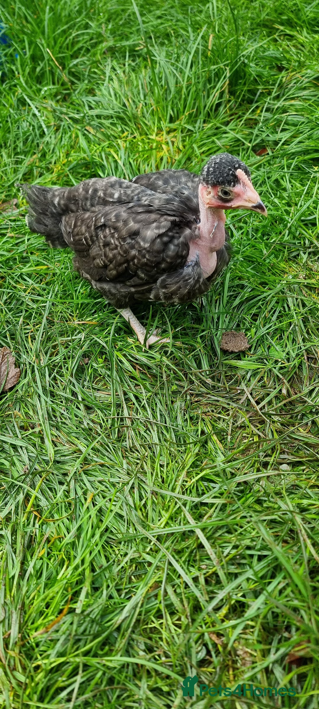 Chickens poultry for sale: Transylvanian Naked Neck Chicks - Image 15
