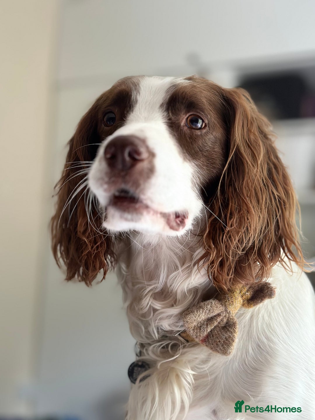 English Springer Spaniel dogs for stud: Jerry - KC Registered English Springer Spaniel  - Advert 13