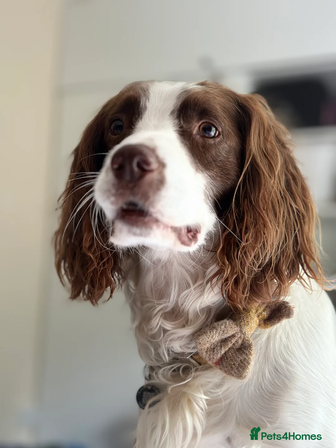 English Springer Spaniel dogs for stud: Jerry - KC Registered English Springer Spaniel  - Advert 13