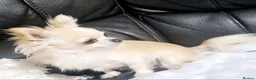 Chihuahua dogs for sale: X3 long haired Chihuahuas  - Advert 5