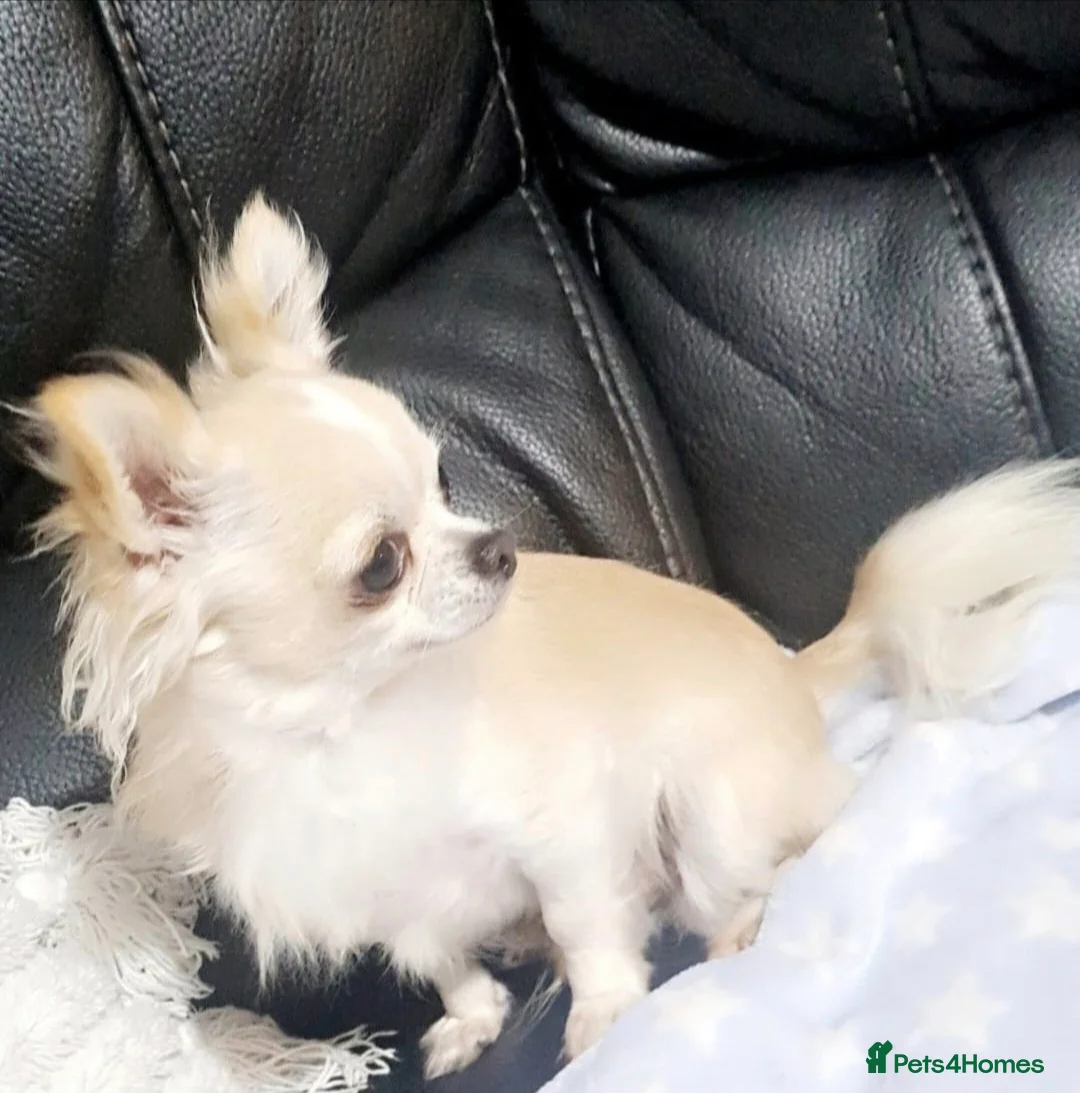 Chihuahua dogs for sale: X3 long haired Chihuahuas  - Advert 5