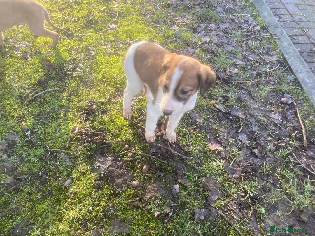 Mixed Breed dogs for sale: Saluki x greyhound  - Advert 4