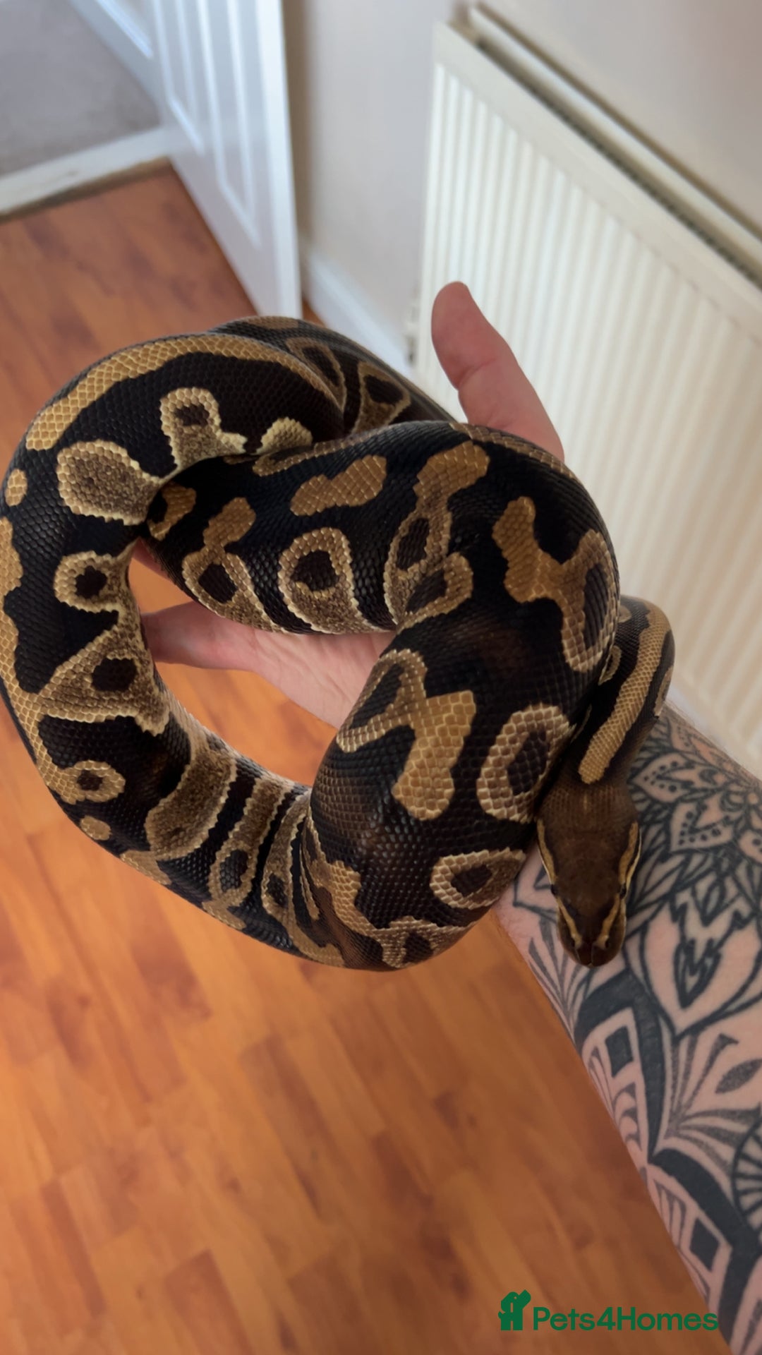 Python Snake reptiles for sale: Stunning Chocolate Hurricane het Clown Ball Python - Image 3