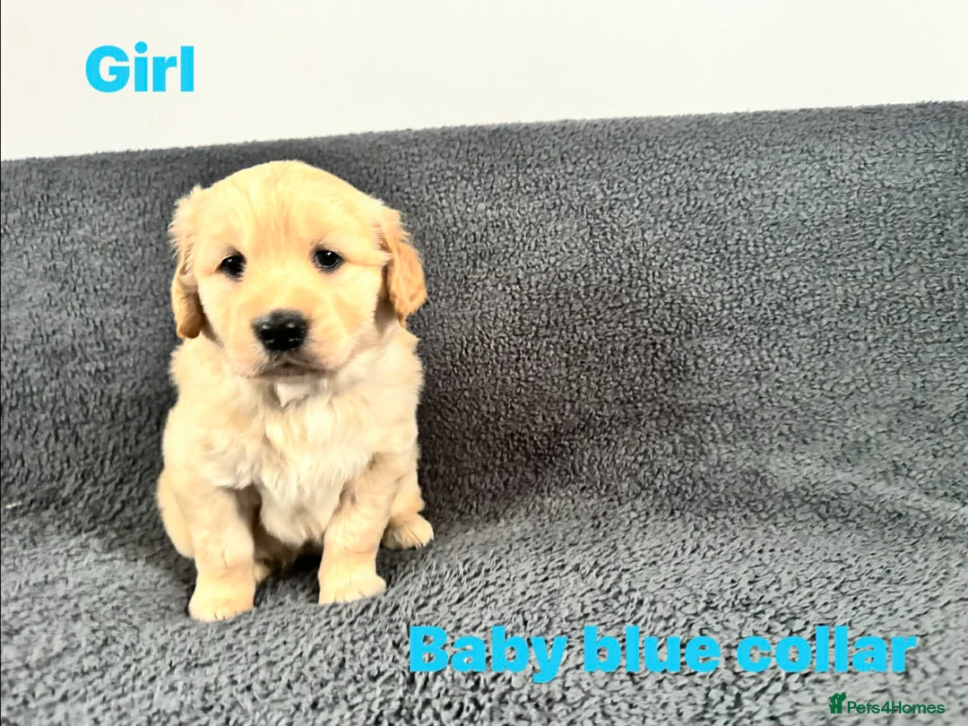 Golden Retriever dogs for sale: KC Registered Golden Retriever Puppies ready soon! - Advert 16