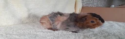 Guinea Pig rodents for sale: Pair of 8wk bonded baby boars  - Advert 3