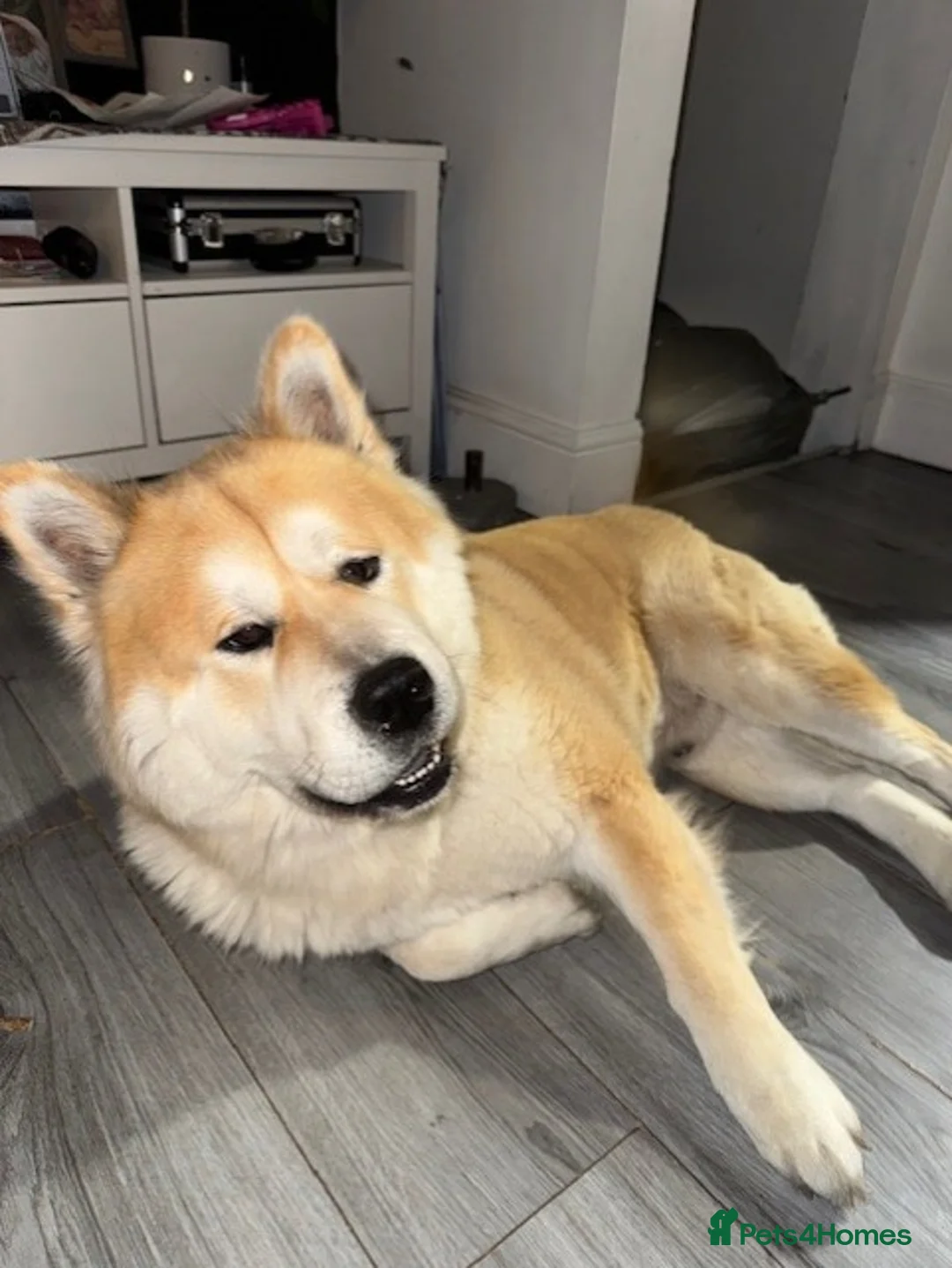 Mixed Breed dogs for sale: Bear // Chakita // Boy 2.8yrs // Blue Tounge - Advert 1