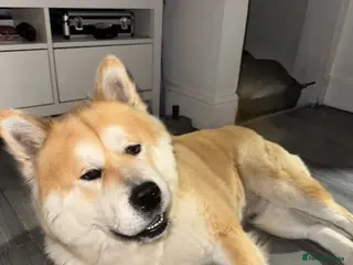 Mixed Breed dogs Bear // Chakita // Boy 2.8yrs // Blue Tounge in Newark - Advert 1