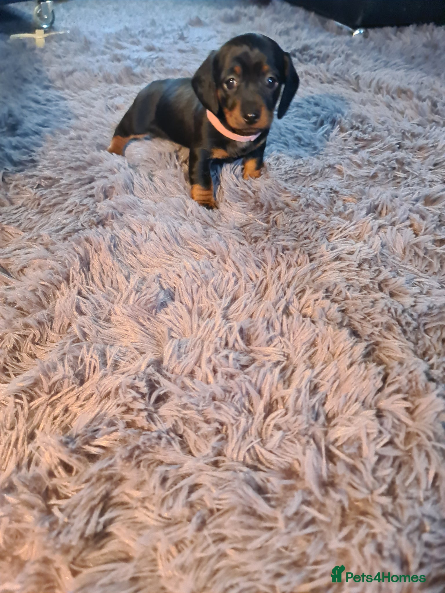 Miniature Dachshund dogs KC Registered Miniature Dachshund Puppies - Advert 18